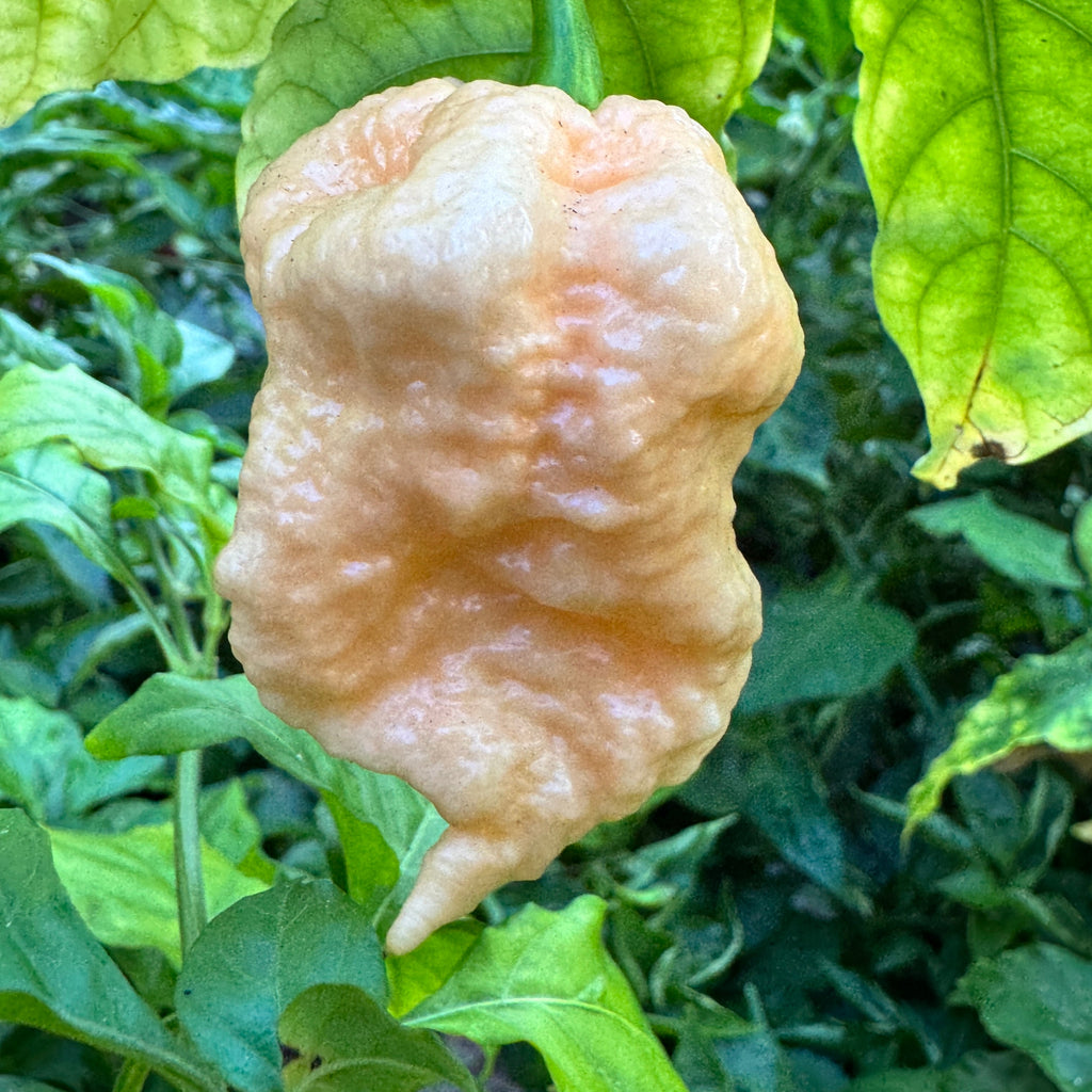 Peach Miasma - Seeds