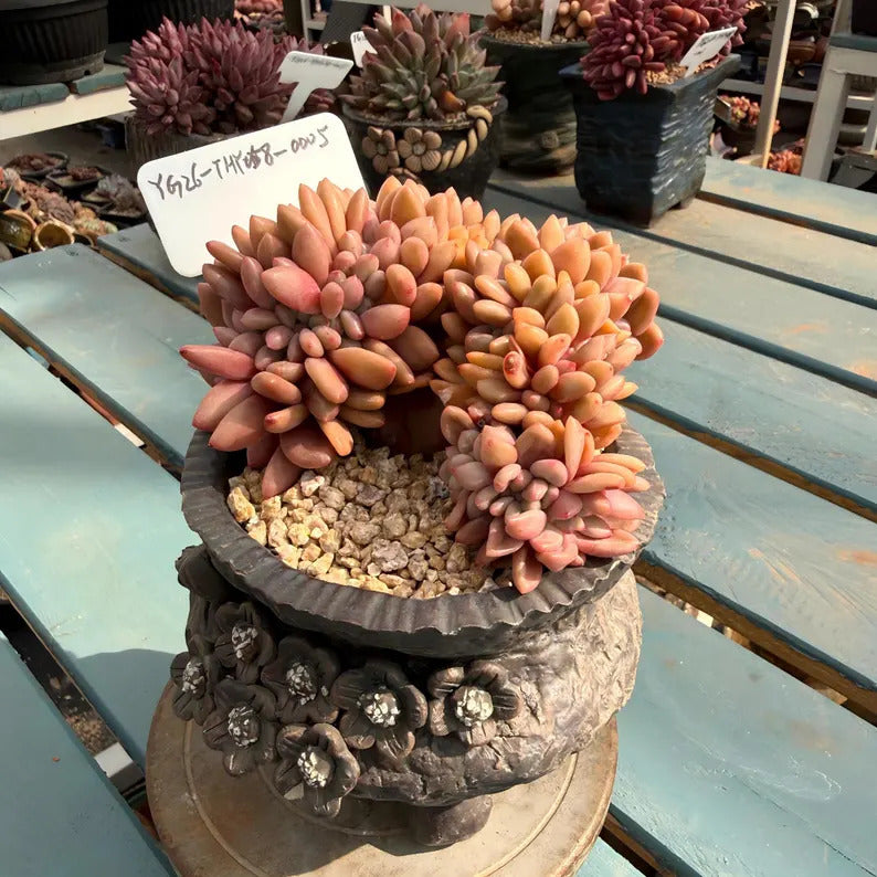 4-Year-Old Rare Crested Growth Succulent No. THY058-0005 | Echeveria 'Peach Blossom Spring' | 3.7-inch Premium Specimen Collector Grade Plant