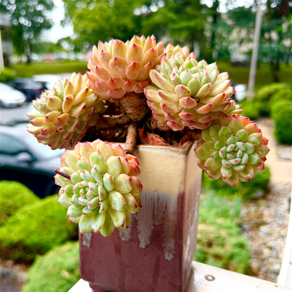 Echeveria 'Hani' 7"-7.5" Collector Succulent - One-of-a-Kind - Exact Plant Shown Rare Live Plant