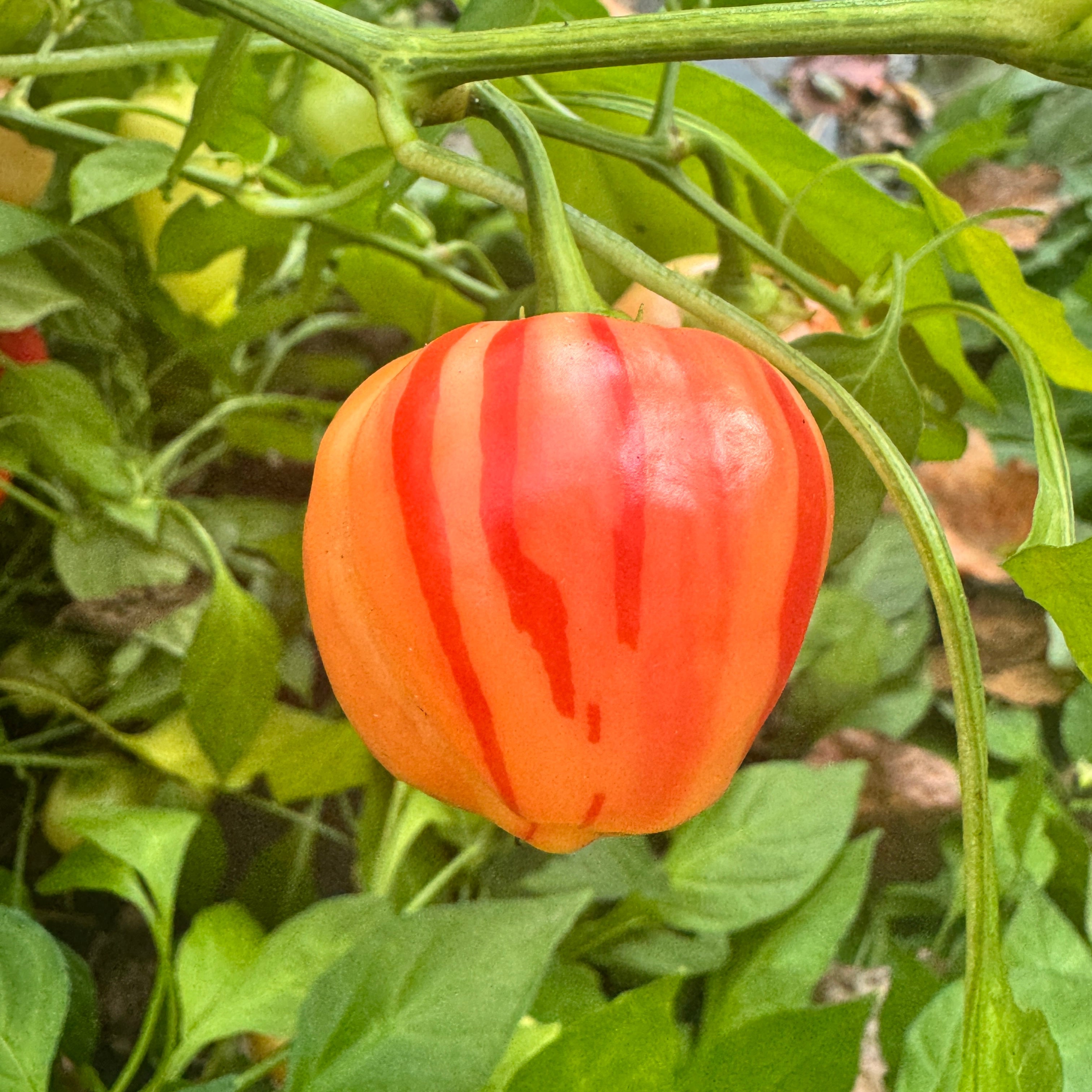 Peppapeach Stripey - Seeds
