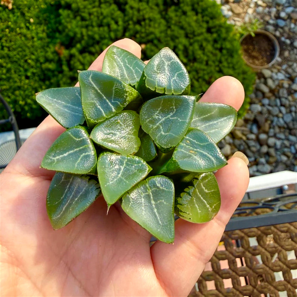 Rare Succulent - Haworthia Emelyae - Easy Maintenance Live Plant for Gifts