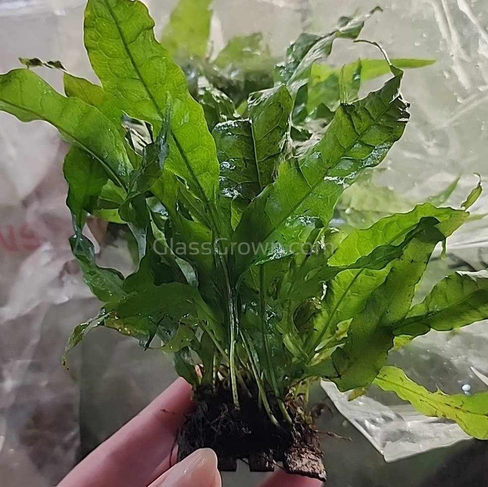 Java Fern