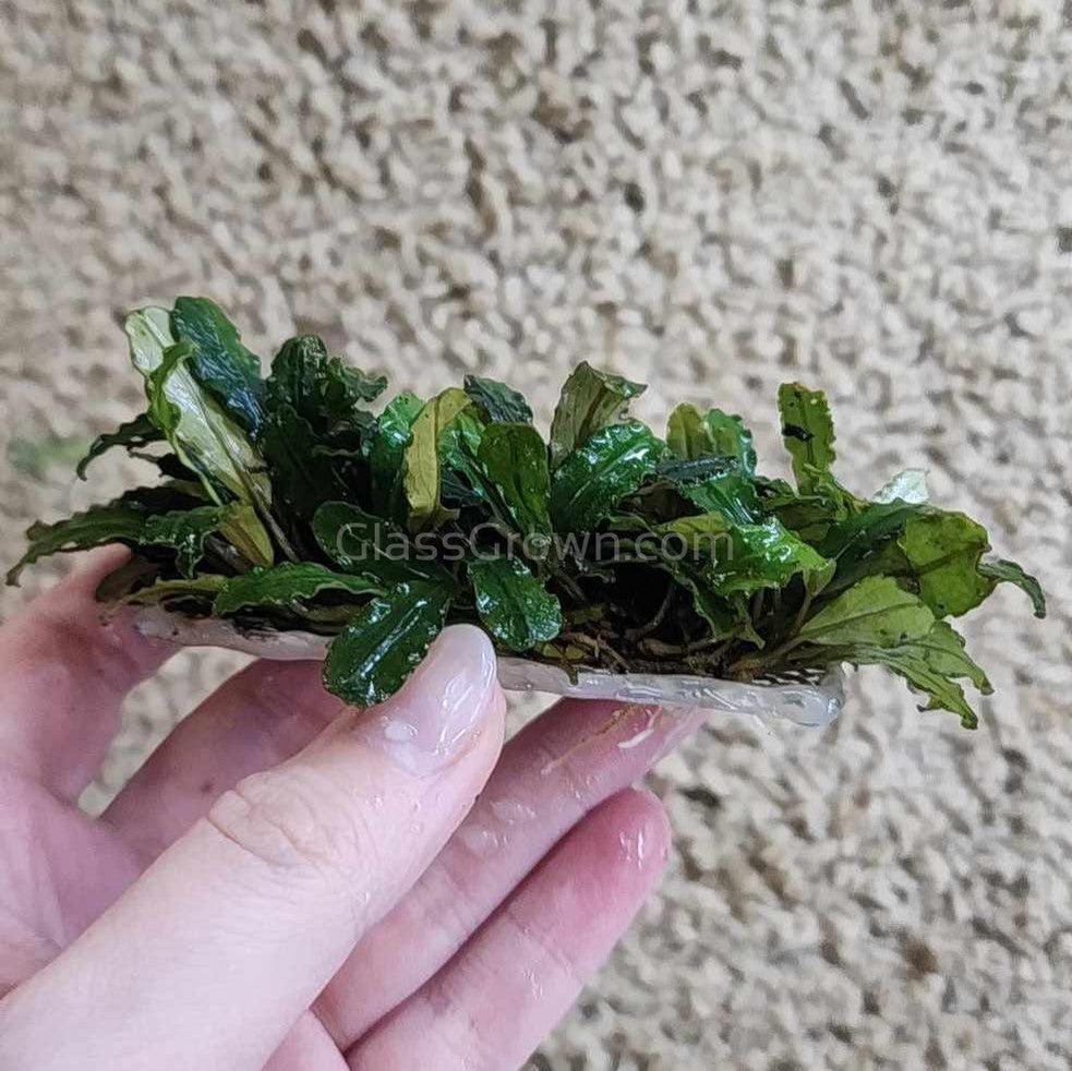 Bucephalandra 3" Steel Mat