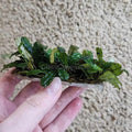 Bucephalandra 3" Steel Mat
