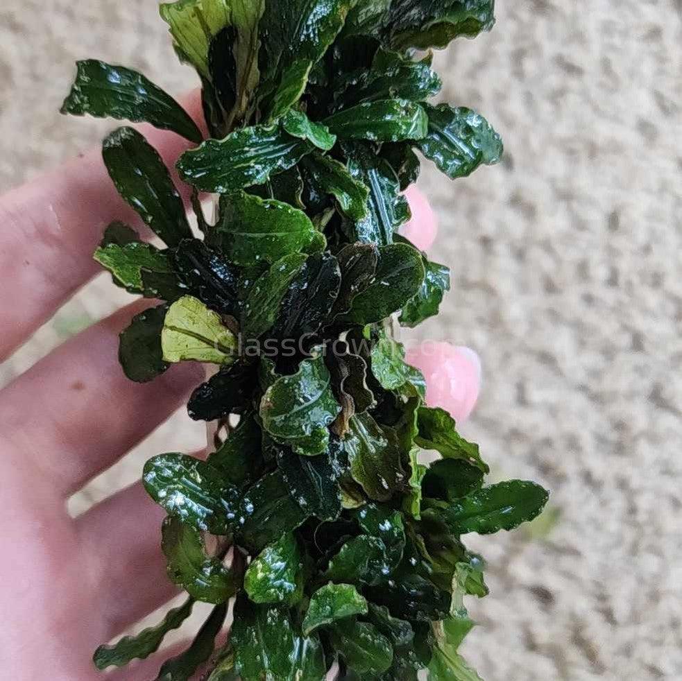 Bucephalandra 3" Steel Mat