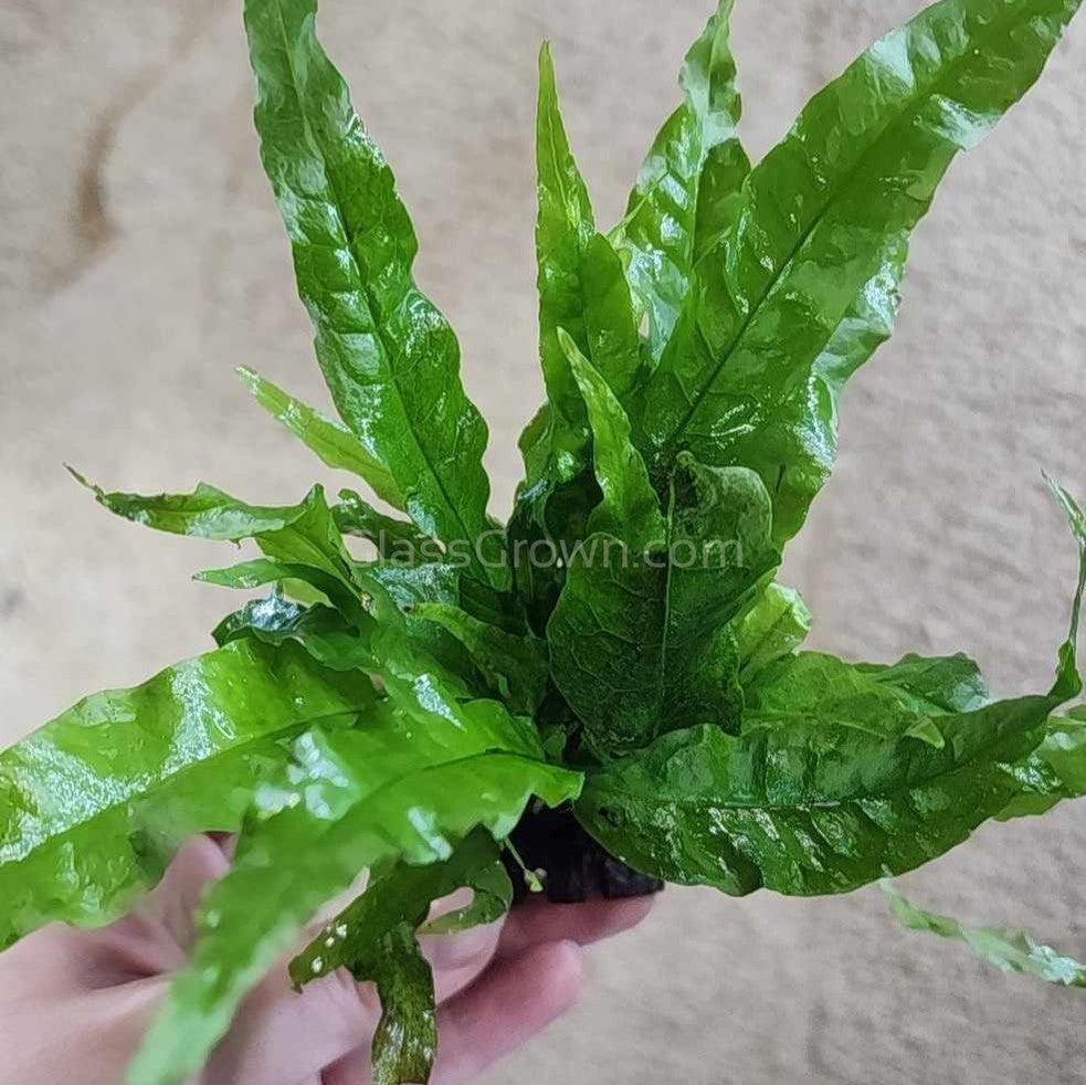 Java Fern