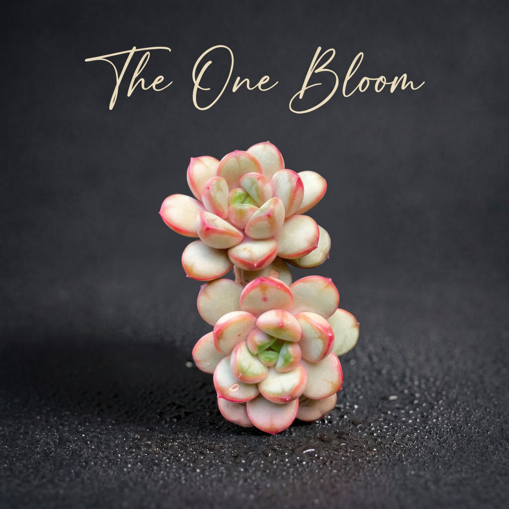 Highly Valued Succulent - Echeveria 'Champagne Grapes' - "Bubbly" Appearance Grape-like Cluster