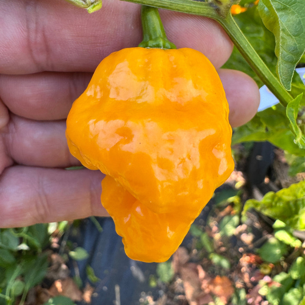 Reaper Bonnet - Seeds