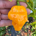 Reaper Bonnet - Seeds