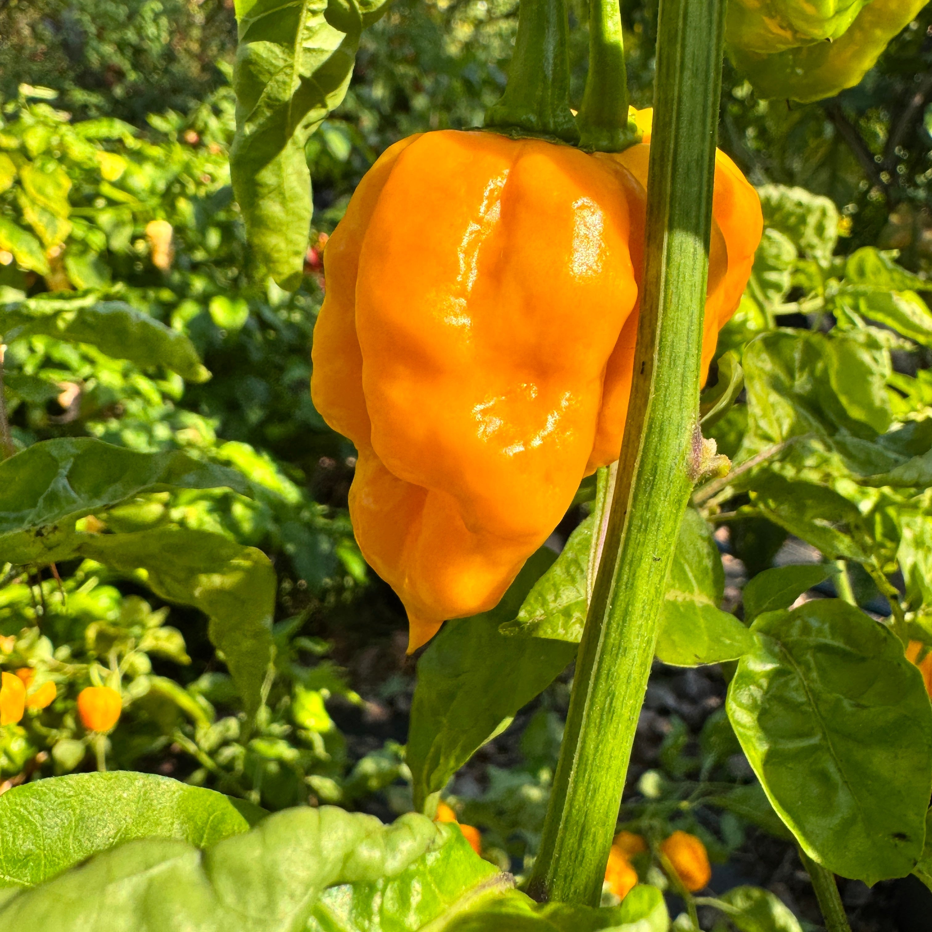 Reaper Bonnet - Seeds