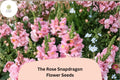 1000+ The Rose Snapdragon Seeds | Antirrhinum majus | Soft Pink Flowers for Beds, Borders & Pots