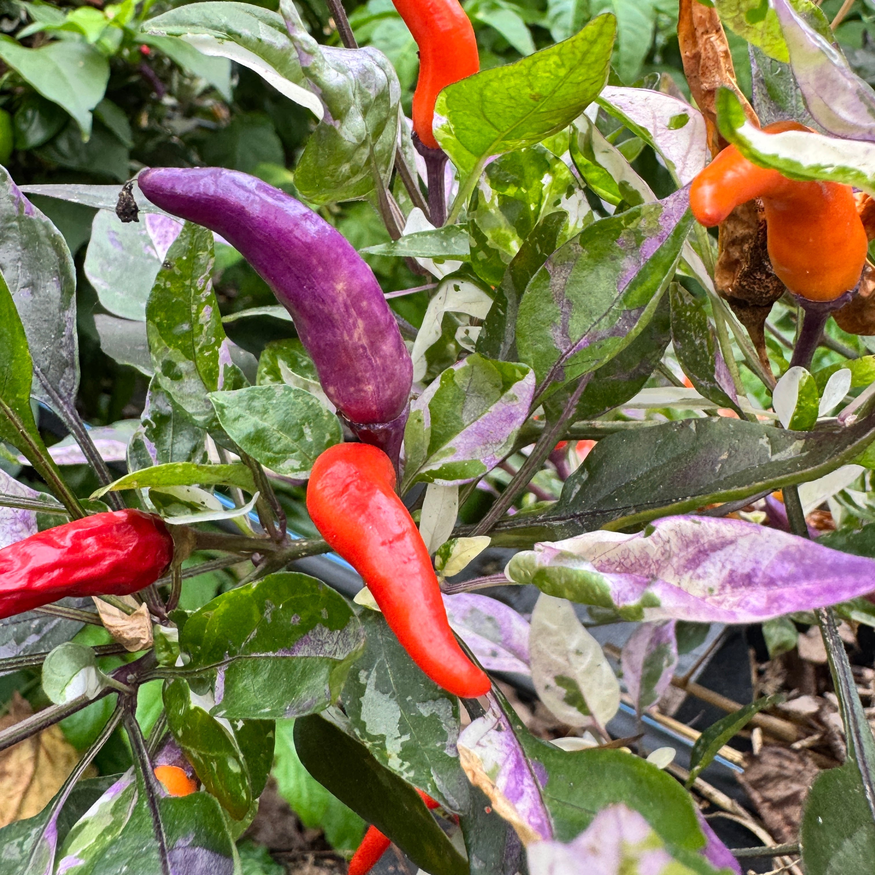 Red Jalapeño p.f. var. Purple Red - Seeds
