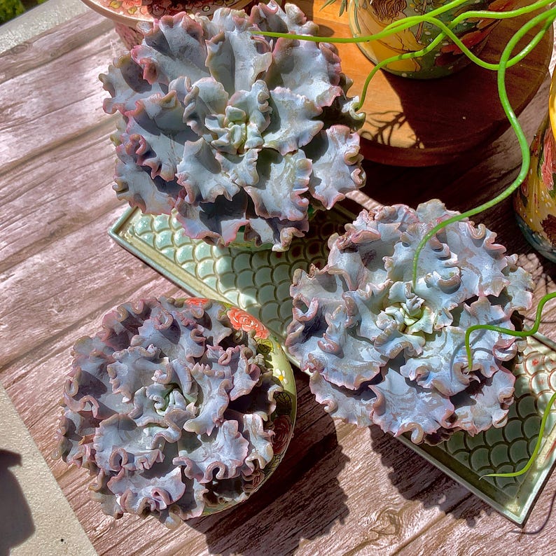 Echeveria 'Crispate Beauty' Single-stemmed Living Plant Approx. 4 inches in Diameter