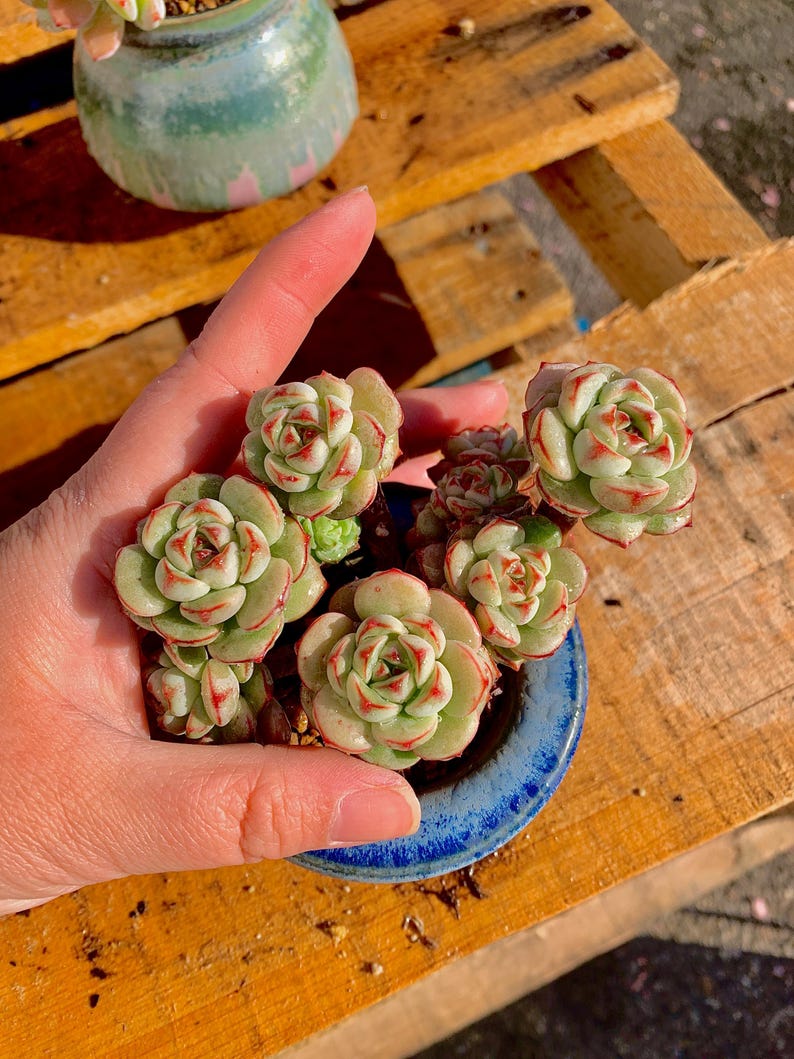 2512-031 Boutique Big Rare Succulents/Sedeveria Vanilla Bis /What You See is What You Get/Bare Root Without Soil Pot/Plants Gifts