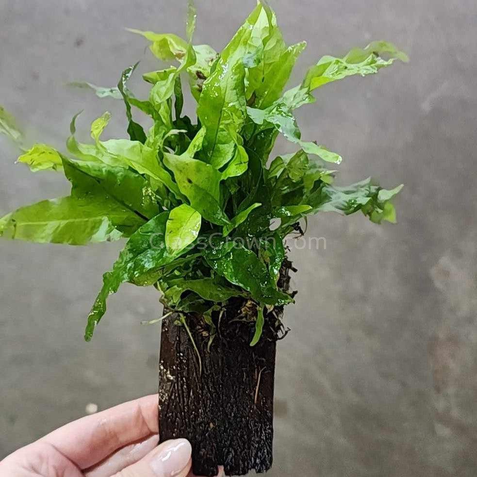 Java Fern