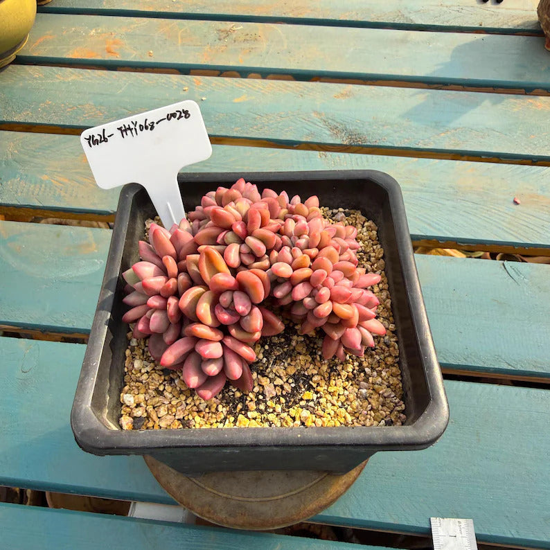 Exact Plant Shown ID: THY068-0028 – Echeveria Agavoides ‘Quartz’ - Rare Succulent WYSIWYG Collector Live Plant