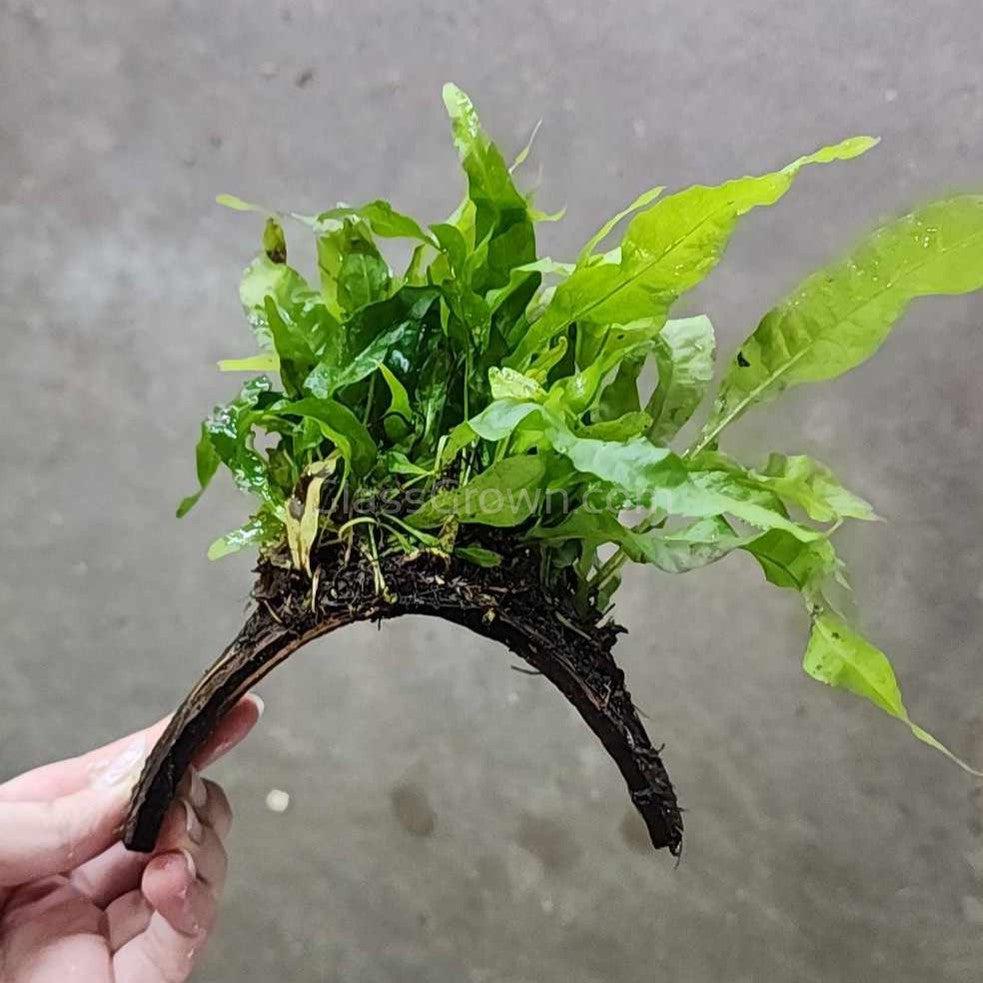 Java Fern