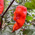 Thanos - Red - Seeds