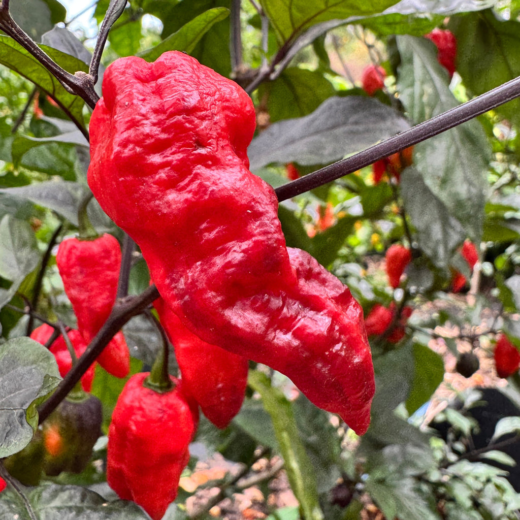 Thanos - Red - Seeds
