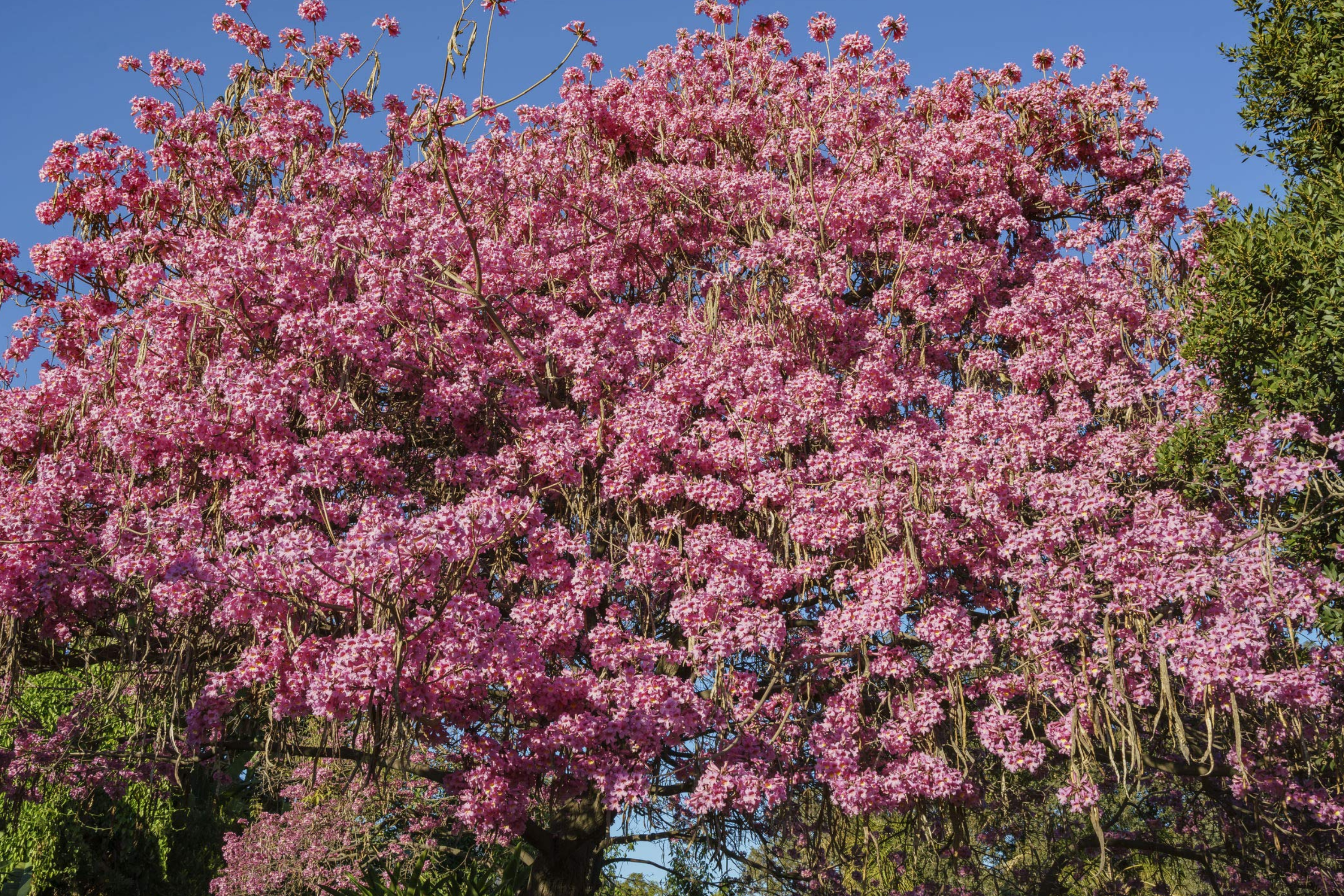 Pink Trumpet Tree Live Tabebuia Heterophylla 8’-12’ | Vibrant Flowering Ornamental Tree | Tropical Shade Tree Starter | Fast Growing