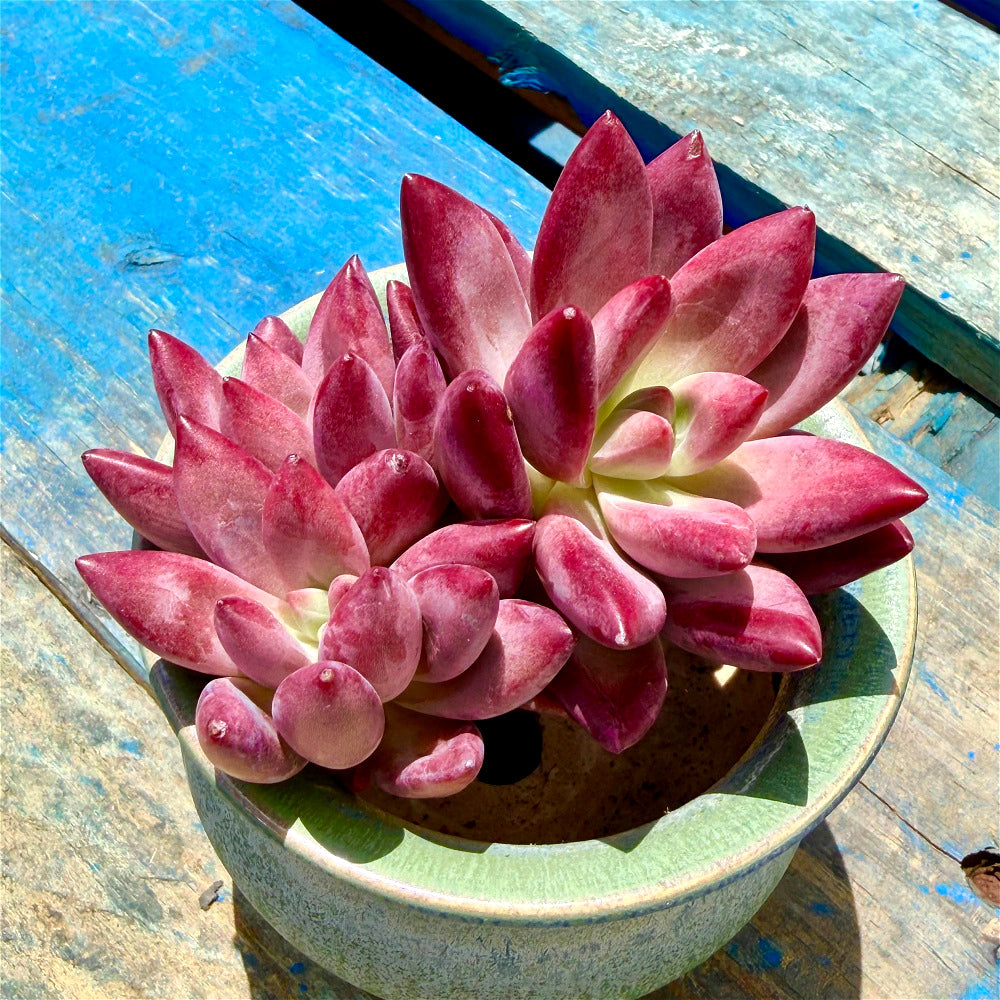 Echeveria 'Hephaestus' Double-Headed Live Plant 3"-3.5" Diameter