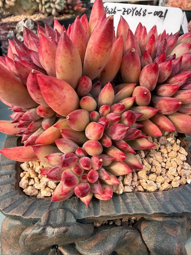 Rare Well-established Succulent --❉ Echeveria 'Pink Cherry' Gen 2 ❉–- Carefully for 42+ Months WYSIWYG Plant No. EDY068-0021