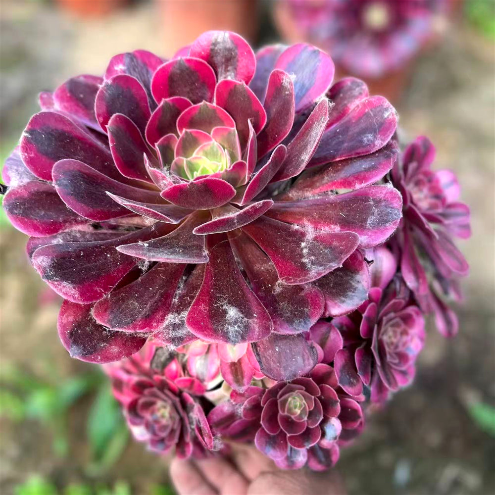 Aeonium 'Medusa' Variegated Extra-Large 8"–10" Diameter - Multi-Rosette Specimen Striking Collectible Succulent