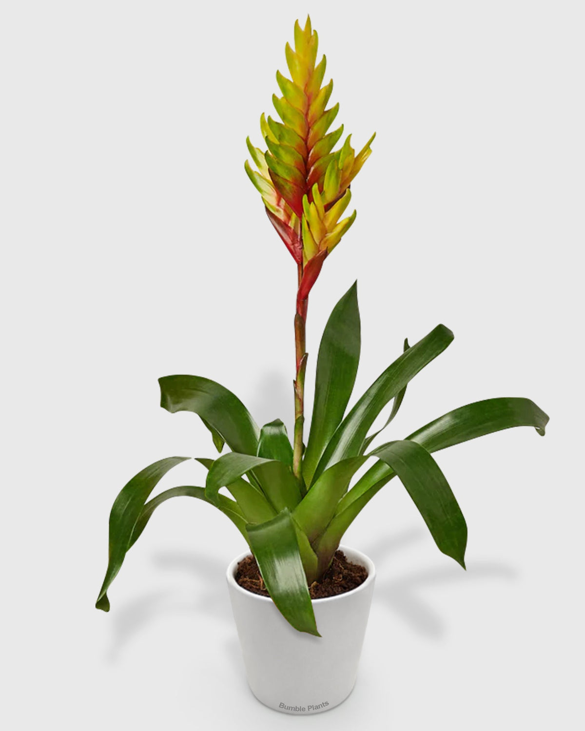 Bromeliad Vriesea 'Energy'