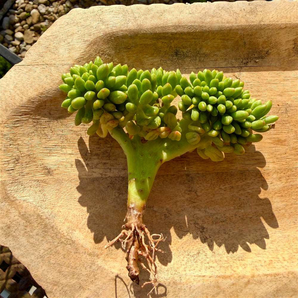 Sedum 'Alice Evans' Crested Crown Diameter 3"-3.5"