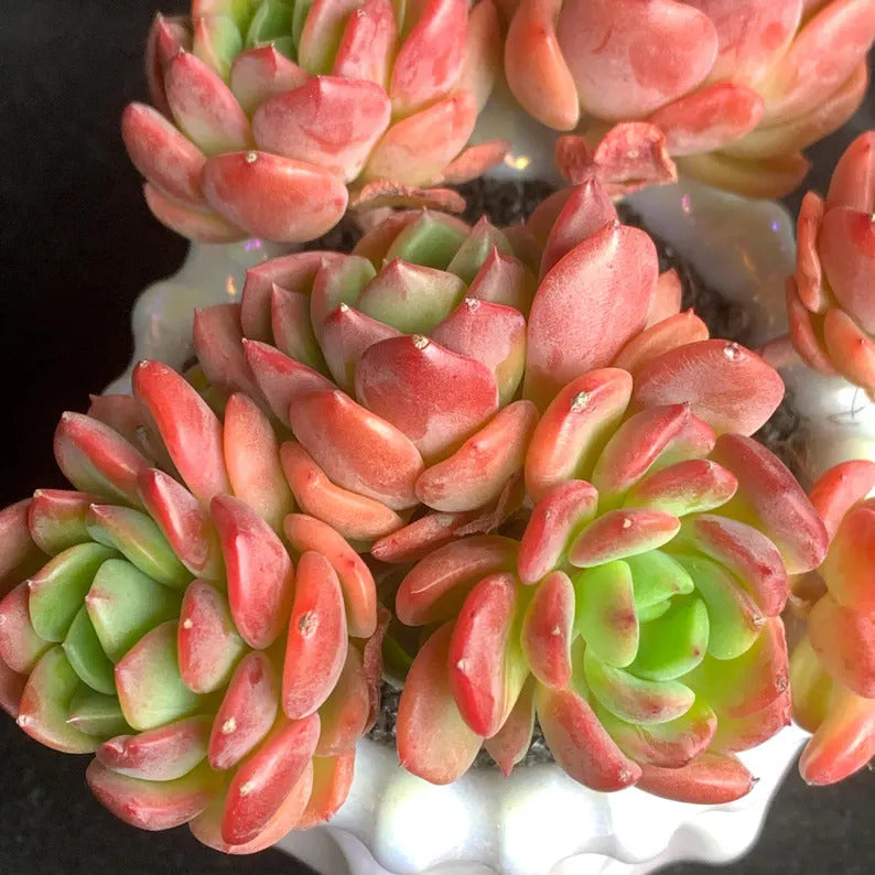 Father's Day Gift: Echeveria 'Fanta' - Rare Vibrant Succulent - Multi-stemed Dense Cluster of Plants