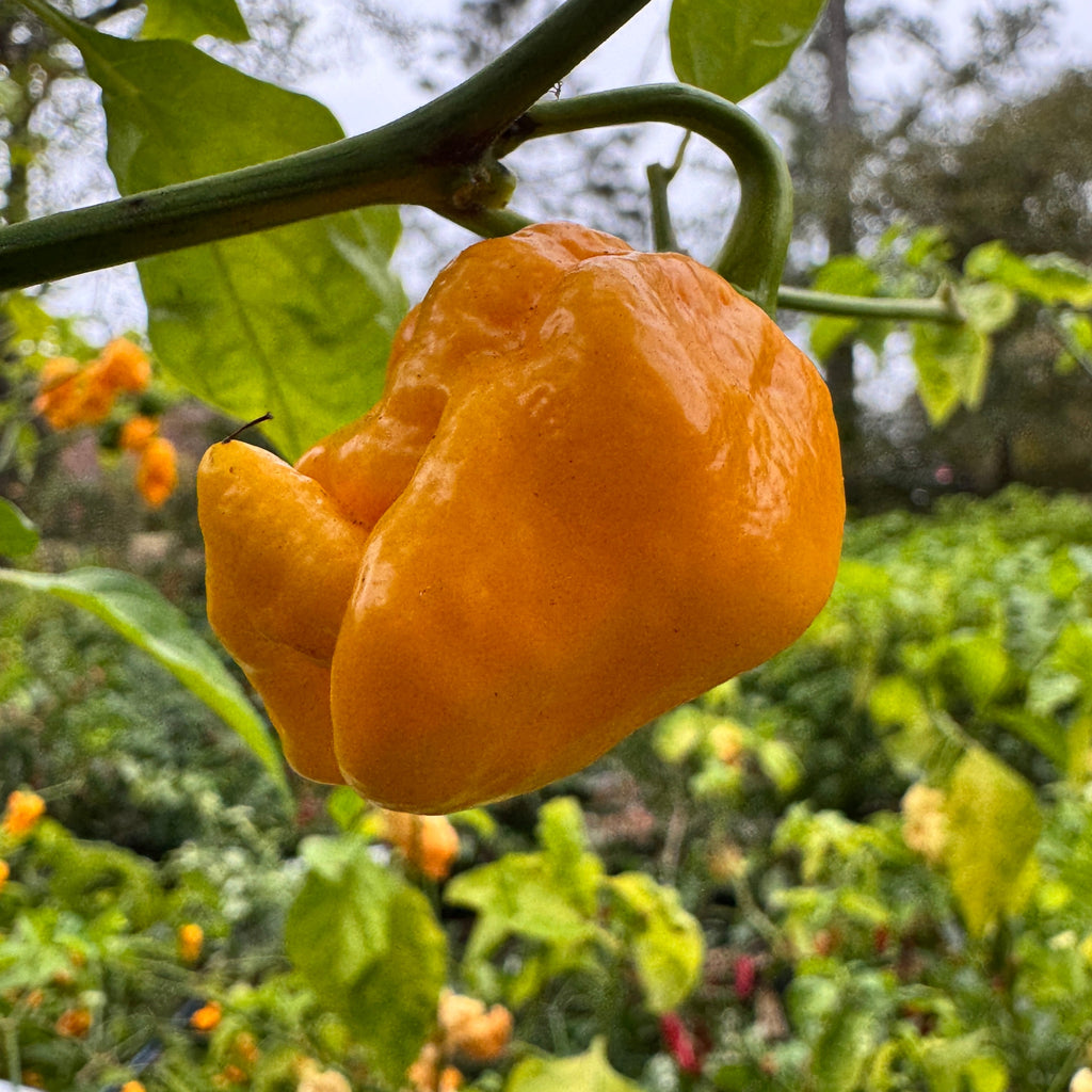 Yellow Scorpion x Reaper - Seeds