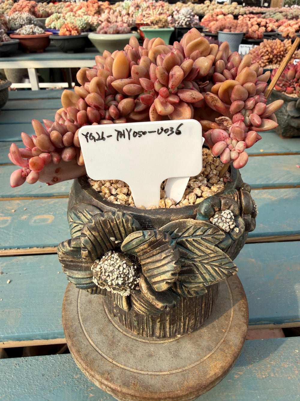 THY050-0036 Echeveria 'Peach Blossom Spring' - One-of-a-Kind Exact Plant Shown: Rare Live Succulent - Collector Plant