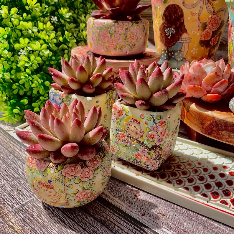 [Mother's Day Gifts] Intense-color Fleshy Rosette-forming Plant - Echeveria 'Cherry' Live Succulent - A Popular Imported Succulent With Fleshy Leaves