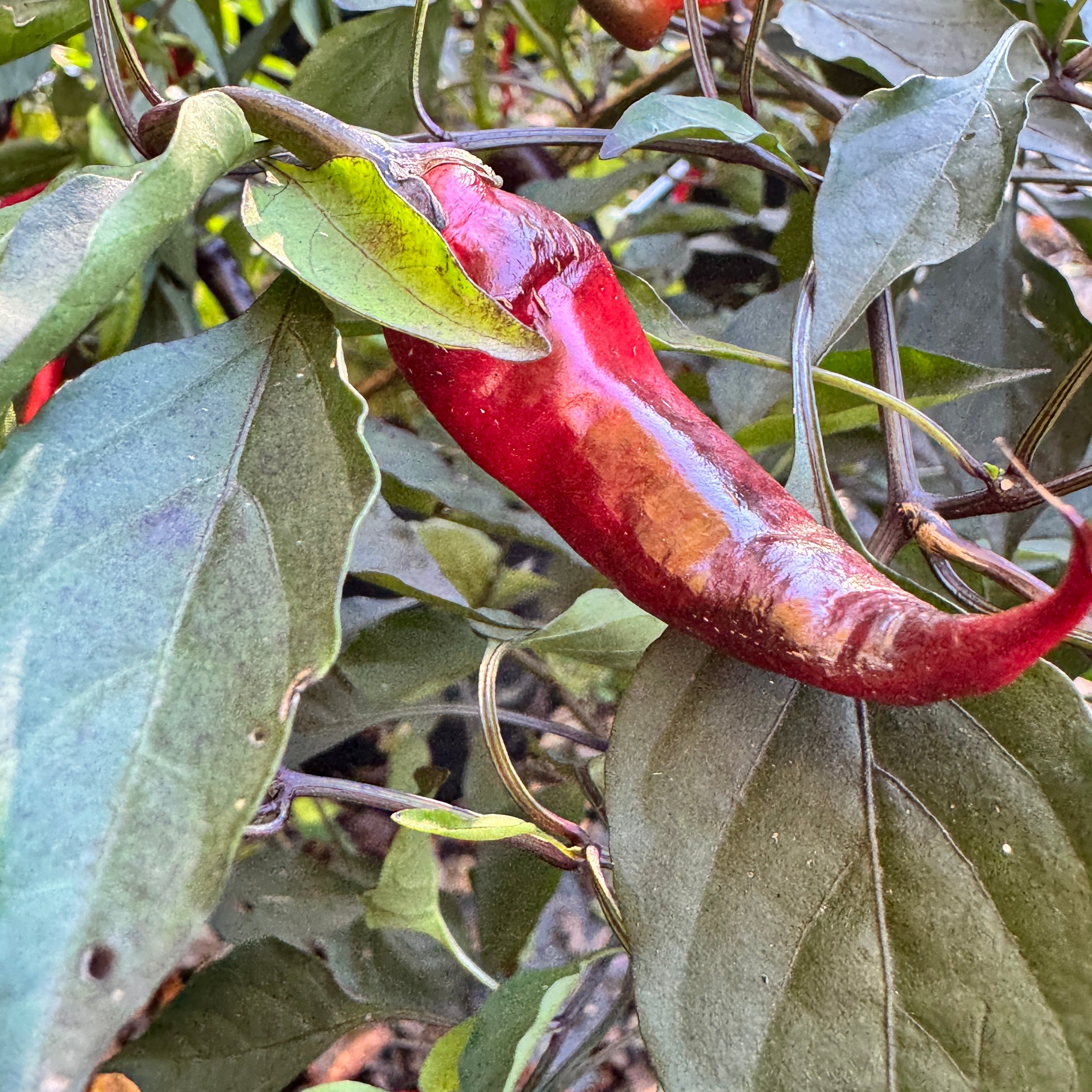 Thai Black - Seeds