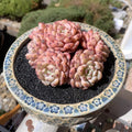 Exact Plant - Echeveria 'Viyant' Rare Succulent 1 of 1 - WYSIWYG Live Plant Approx. 5" in Diameter
