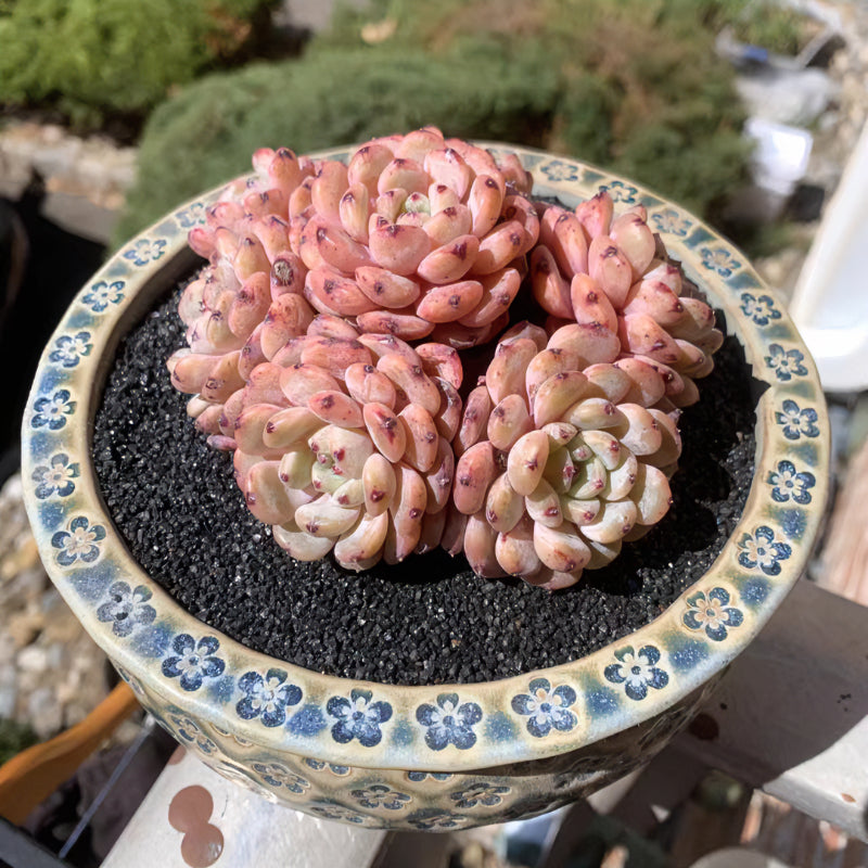 Exact Plant - Echeveria 'Viyant' Rare Succulent 1 of 1 - WYSIWYG Live Plant Approx. 5" in Diameter