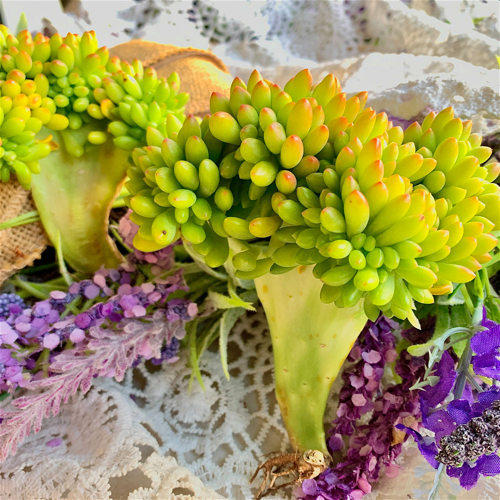A Beautiful Succulent - Sedum 'Alice Evans' Crested - Do Just As Well With Less Care And Live Longer