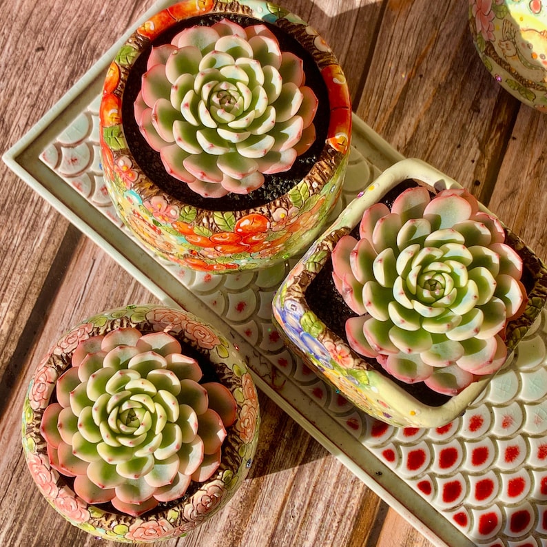 Rare Geometric Rosette Succulent - Echeveria 'Minima' Variegata - Drought-tolerant Plant Popular for Beginners and Collectors