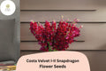 Costa Velvet I–II Snapdragon Seeds | 1000+ Deep Velvet Red Blooms | Antirrhinum majus for Garden & Cut Flowers