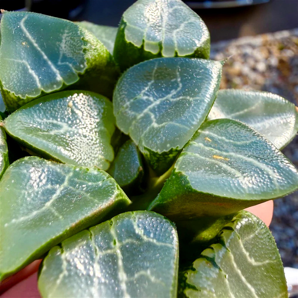 Rare Succulent - Haworthia Emelyae - Easy Maintenance Live Plant for Gifts