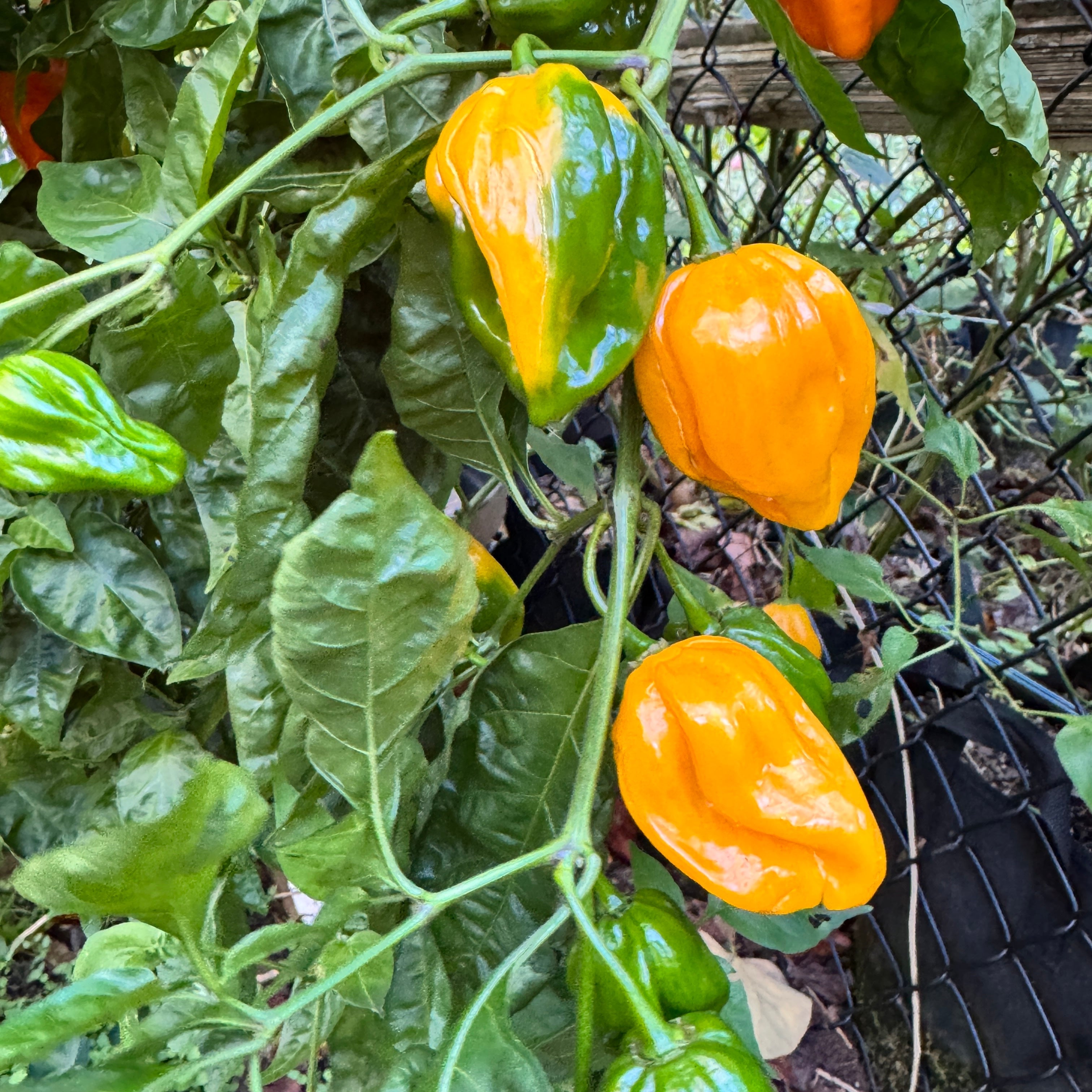 Congo Yellow Trinidad  - Seeds