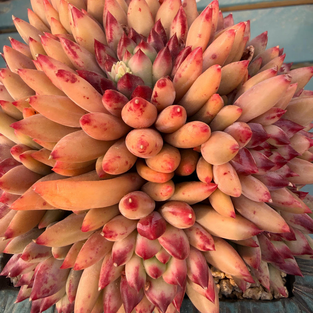 EDY128-0029 Echeveria ’Pink Cherry' Gen 2 - Rare Large 5"-5.5" Live Succulent