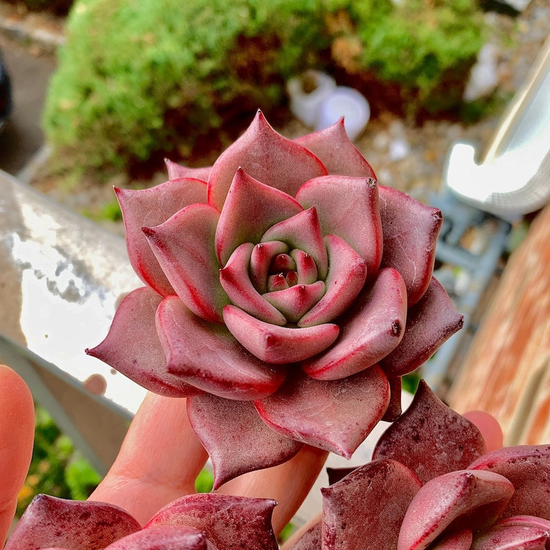 Echeveria Agavoides 'Romeo' 3"-3.5" Boutique Single-plant Succulent - Known For Its Star-shaped Rose-like Form