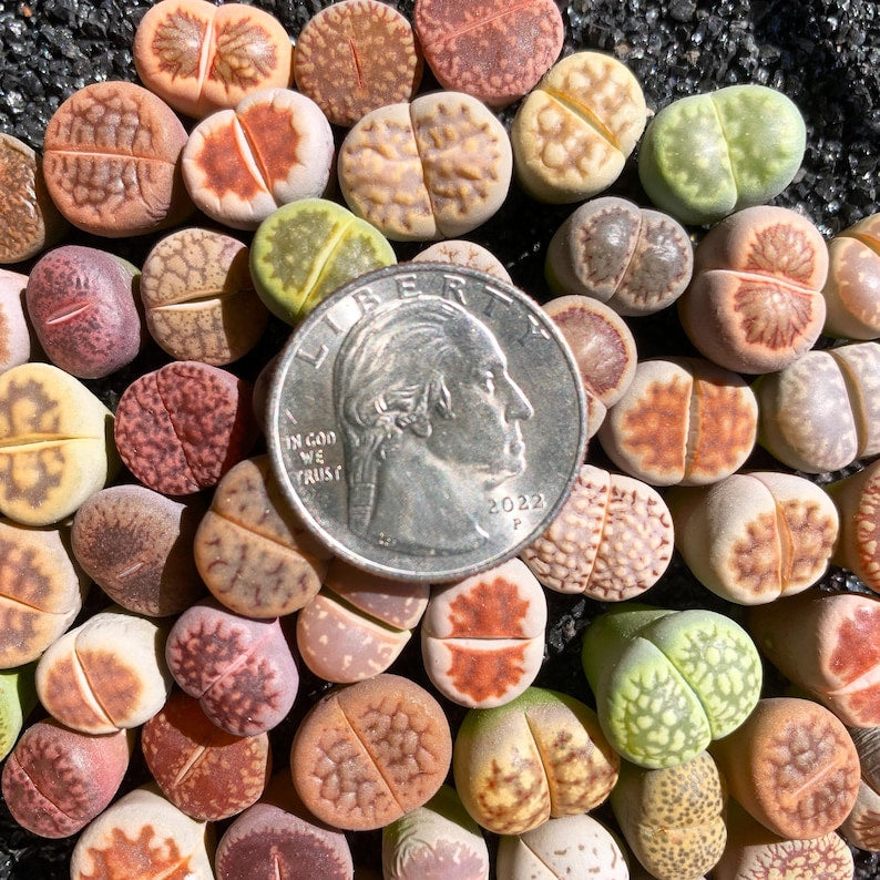 Boutique Small Lithops Random DIY Mix Rare Live Plants