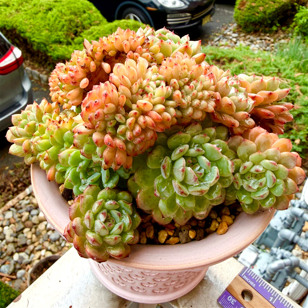1 of 1 Echeveria 'Chubby Hani' Cristation 5"-5.5" Rare Collector Succulent - Exact Plant Shown One-of-a-Kind