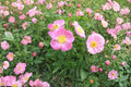 Pasture Rose Seeds Rosa carolina Native Wild Rose Pink Flower Shrub for Gardens & Wildlife Pollinator Attractant