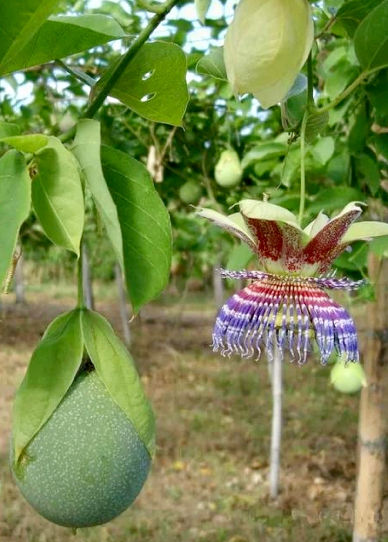 Passiflora maliformis