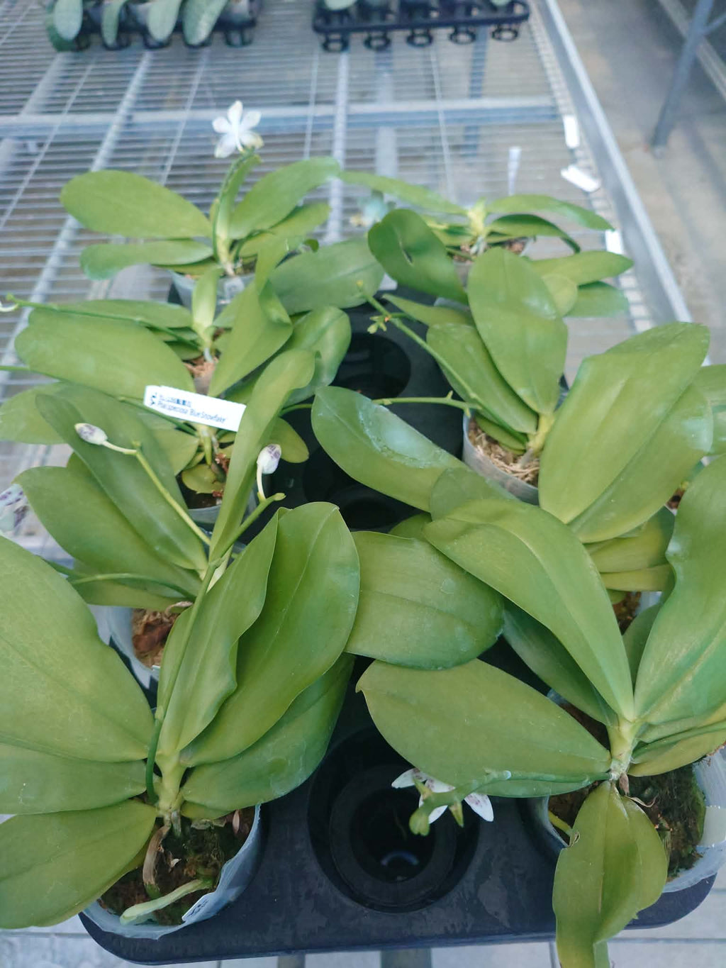 Phalaenopsis speciosa “YL136”