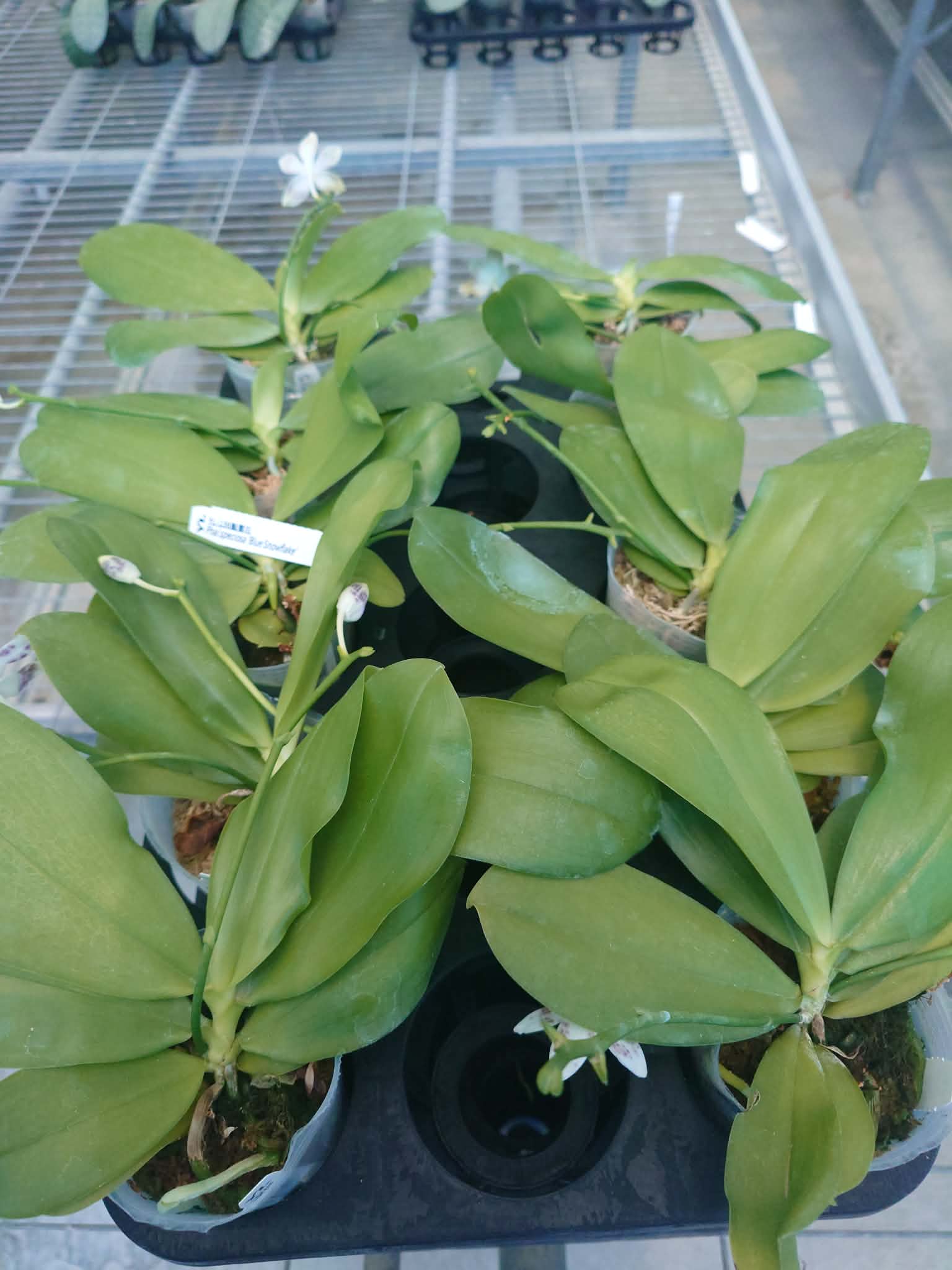 Phalaenopsis speciosa “YL136”