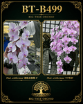 Phalaenopsis schilleriana (Super Polar Bear E x F7)